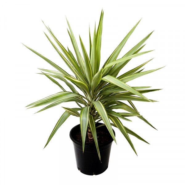 Silver Yucca Plant - Yucca Variegated